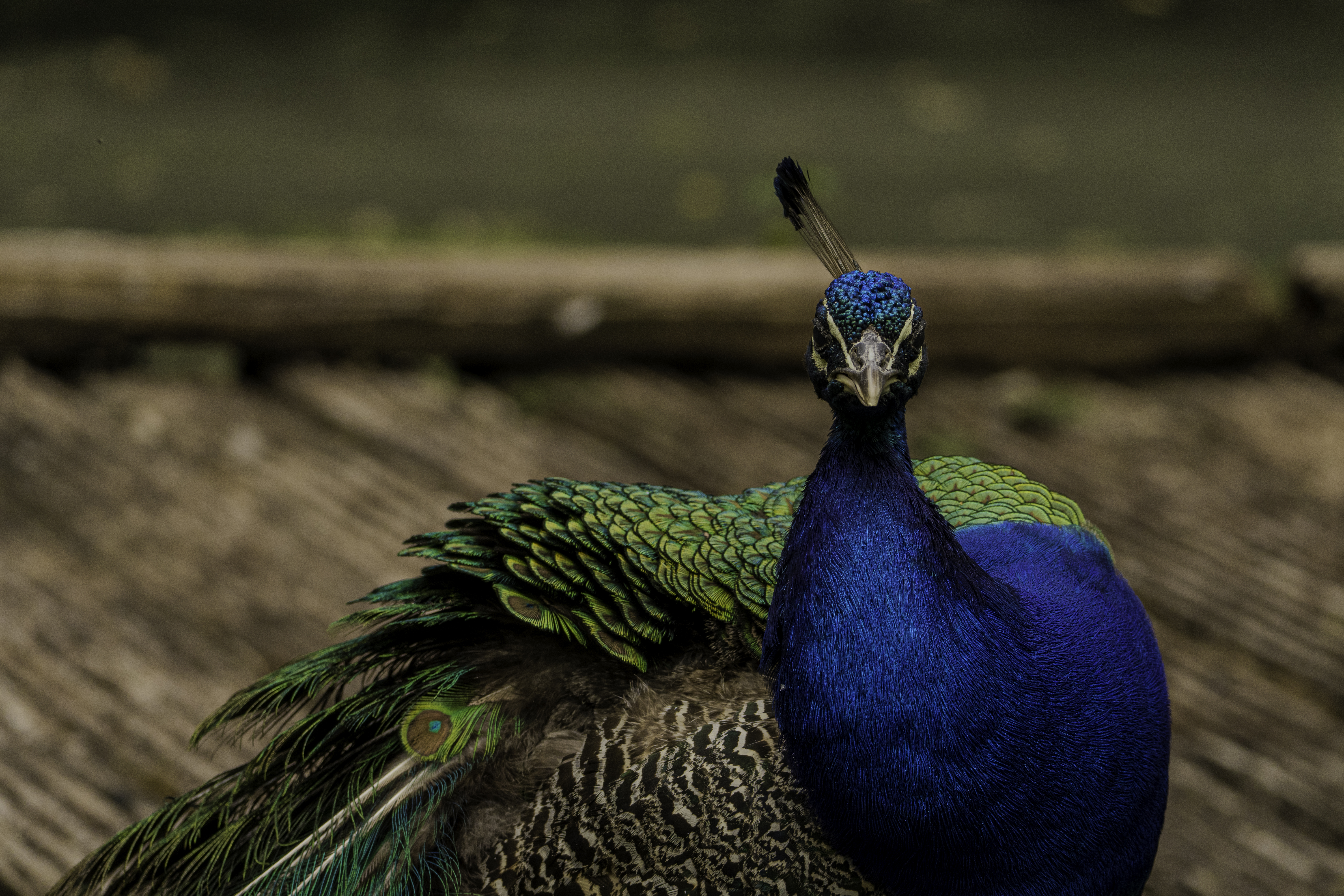 Close-up of a peacock with iridescent blue and green feathers