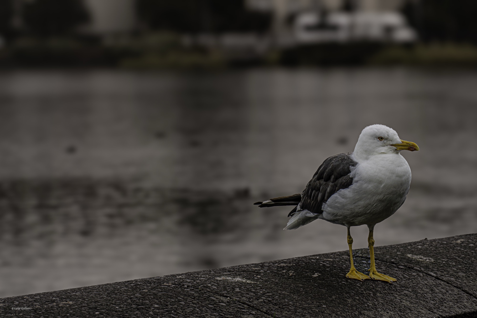 A random seagull
