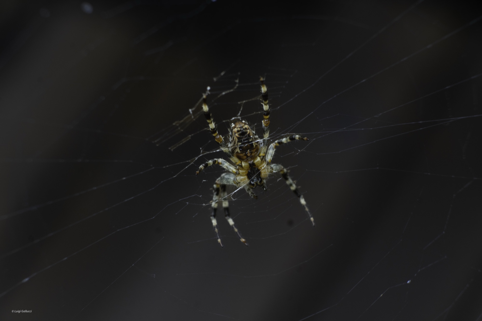 Spider in Hveragerði